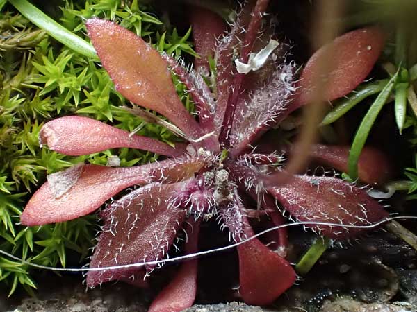Draba spathulata \ Rundfr�chtiges Hungerbl�mchen / Pound-Podded Whitlowgrass, D Freinsheim 16.3.2022