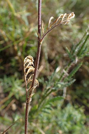 Descurainia sophia \ Besen-Rauke / Flixweed, Tansy Mustard, D Sachsen-Anhalt, K&ouml;nnern 17.6.2023