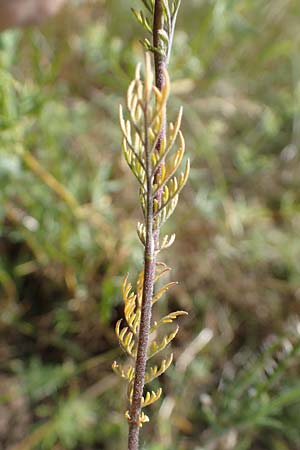 Descurainia sophia \ Besen-Rauke / Flixweed, Tansy Mustard, D Sachsen-Anhalt, K&ouml;nnern 17.6.2023
