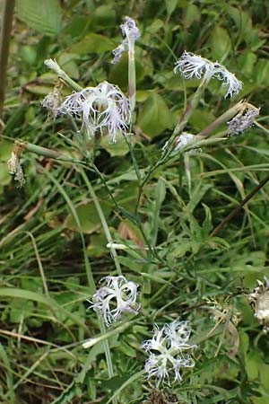Dianthus superbus subsp. superbus \ Gew�hnliche Prachtnelke / Superb Pink, Large Pink, D Pfalz,  Dannstadt 20.7.2023