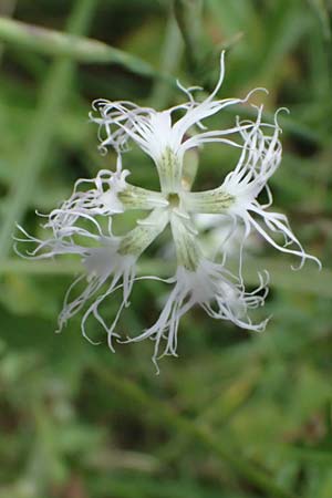 Dianthus superbus subsp. superbus \ Gew�hnliche Prachtnelke / Superb Pink, Large Pink, D Pfalz,  Dannstadt 20.7.2023