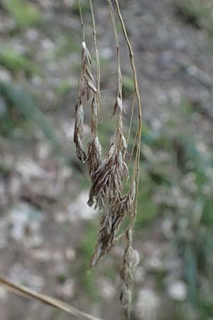 Festuca altissima \ Wald-Schwingel / Wood Fescue, D Neckarsteinach 24.8.2024