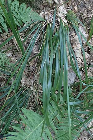 Festuca altissima \ Wald-Schwingel / Wood Fescue, D Neckarsteinach 24.8.2024