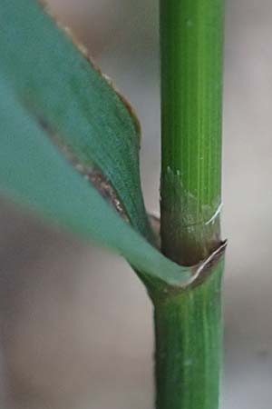 Festuca altissima \ Wald-Schwingel / Wood Fescue, D Neckarsteinach 24.8.2024
