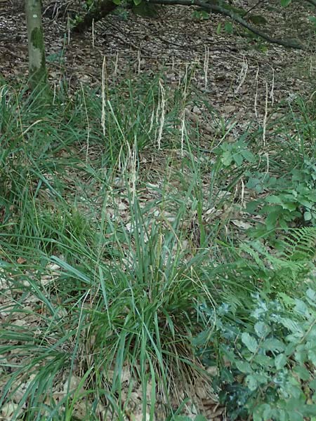 Festuca altissima \ Wald-Schwingel / Wood Fescue, D Neckarsteinach 24.8.2024