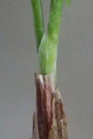 Deschampsia flexuosa \ Draht-Schmiele / Wavy Hair Grass, D Otzberg 16.8.2025