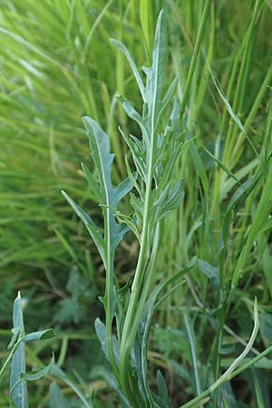 Diplotaxis tenuifolia \ Schmalbl�ttriger Doppelsame, Ruccola / Perennial Wall Rocket, D Mannheim 9.5.2016