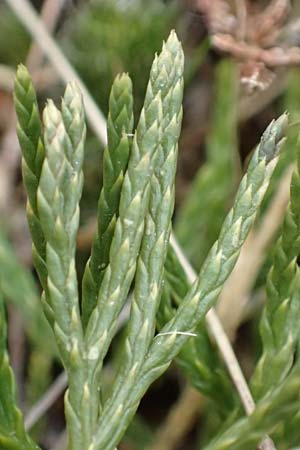 Diphasiastrum tristachyum \ Zypressen-Flach-B�rlapp / Cypress Clubmoss, D Odenwald, Beerfelden 18.2.2017