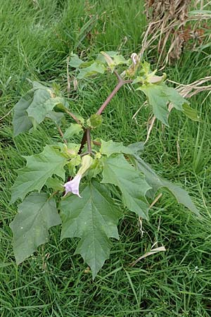 Datura stramonium var. tatula \ Blauer Stechapfel / Purple Thorn Apple, D K&ouml;ln-Langel 22.10.2018