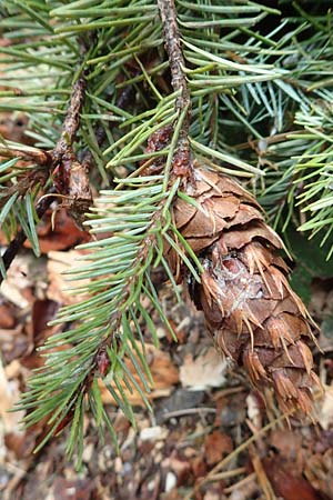Pseudotsuga menziesii \ Gr�ne Douglasie / Douglas Fir, D Odenwald, Ursenbach 9.10.2016
