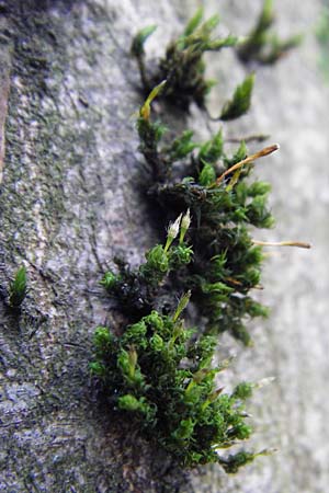 Dicranum viride \ Gr�nes Besenmoos, Gr�nes Gabelzahnmoos / Dicranum Moss, Brittle Broom Moss, D Hockenheim 27.3.2015