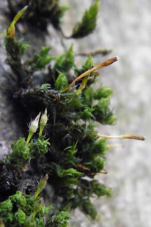 Dicranum viride \ Gr�nes Besenmoos, Gr�nes Gabelzahnmoos / Dicranum Moss, Brittle Broom Moss, D Hockenheim 27.3.2015