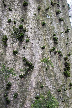 Dicranum viride \ Gr�nes Besenmoos, Gr�nes Gabelzahnmoos / Dicranum Moss, Brittle Broom Moss, D Hockenheim 27.3.2015