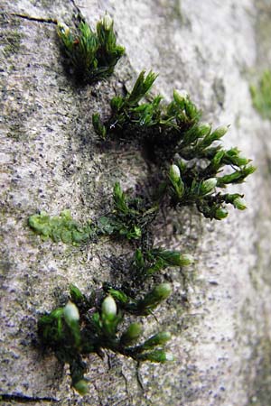 Dicranum viride \ Gr�nes Besenmoos, Gr�nes Gabelzahnmoos / Dicranum Moss, Brittle Broom Moss, D Hockenheim 27.3.2015