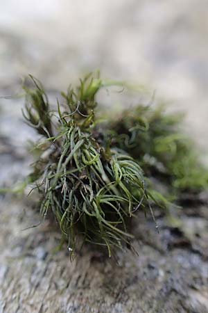 Dicranum viride \ Gr�nes Besenmoos, Gr�nes Gabelzahnmoos / Dicranum Moss, Brittle Broom Moss, D Kraichgau, Malsch 8.4.2016