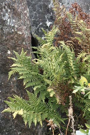 Dryopteris villarii \ Starrer Wurmfarn / Rigid Buckler Fern, D Botan. Gar.  Universit.  T&uuml;bingen 3.9.2016