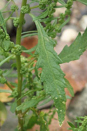 Dysphania ambrosioides \ Wohlriechender Dr�seng�nsefu�, Jesuiten-Tee / West-Indian Goosefoot, Mexican Tea, D Wei&szlig;enthurm-Kaltenengers 27.9.2017