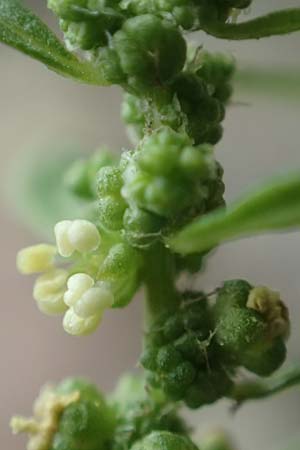 Dysphania ambrosioides \ Wohlriechender Dr�seng�nsefu�, Jesuiten-Tee / West-Indian Goosefoot, Mexican Tea, D Wei&szlig;enthurm-Kaltenengers 27.9.2017
