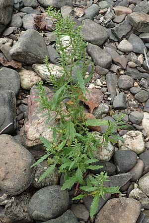 Dysphania ambrosioides \ Wohlriechender Dr�seng�nsefu�, Jesuiten-Tee / West-Indian Goosefoot, Mexican Tea, D Wei&szlig;enthurm-Kaltenengers 27.9.2017