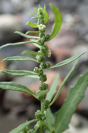 Dysphania ambrosioides \ Wohlriechender Dr�seng�nsefu�, Jesuiten-Tee / West-Indian Goosefoot, Mexican Tea, D Wei&szlig;enthurm-Kaltenengers 27.9.2017