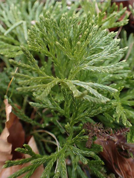 Diphasiastrum zeilleri \ Zeillers Flach-B�rlapp / Zeiller's Running-Pine, D Odenwald, Beerfelden 18.2.2017