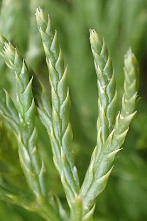 Diphasiastrum zeilleri \ Zeillers Flach-B�rlapp / Zeiller's Running-Pine, D Odenwald, Beerfelden 18.2.2017