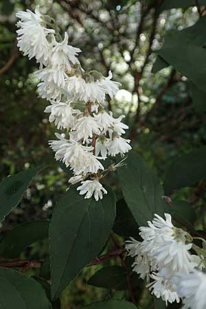 Deutzia scabra \ Raubl�ttiger Maiblumenstrauch, Raue Deutzie / Fuzzy Deutzia, D Botan. Gar. Krefeld 13.6.2019