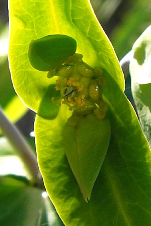 Euphorbia lathyris \ Kreuzbl�ttrige Wolfsmilch / Caper Spurge, D Gimbsheim 11.5.2015
