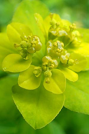 Euphorbia platyphyllos \ Breitbl�ttrige Wolfsmilch / Broad-Leaved Spurge, D Lonetal bei/near Bissingen 9.6.2016