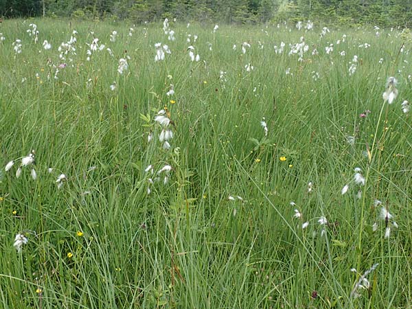 Eriophorum latifolium \ Breitbl�ttriges Wollgras / Broad-Leaved Cotton Grass, D Pfronten 28.6.2016