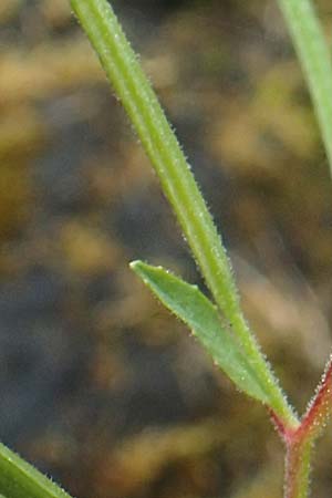 Epilobium obscurum \ Dunkelgr�nes Weidenr�schen / Dark-Green Willowherb, Short-Fruited Willowherb, D Schwarzwald/Black-Forest, Bad Rippoldsau 3.8.2016