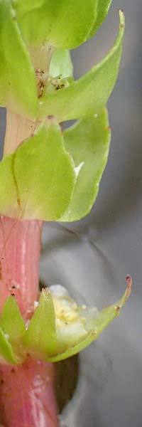 Elatine alsinastrum \ Quirl-T�nnel / Whorled Waterwort, D Neustadt an der Aisch 2.10.2016