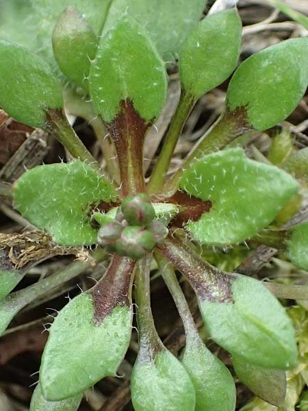 Draba strigosula \ Feingestreiftes Hungerbl�mchen / Fine-Striated Whitlowgrass, D Frankfurt-Niederrad 2.3.2019