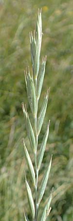 Elymus repens \ Kriechende Quecke / Couch Grass, D Mannheim 20.6.2019