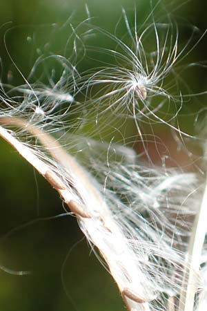 Epilobium angustifolium \ Schmalbl�ttriges Weidenr�schen / Rosebay Willowherb, D Schwarzwald/Black-Forest, Hornisgrinde 4.9.2019