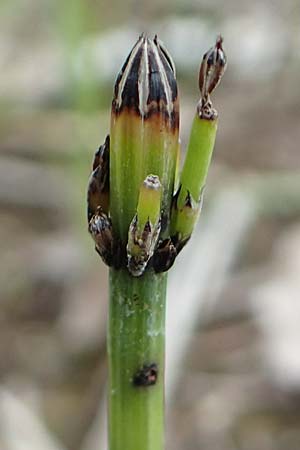 Equisetum x meridionale \ S�dlicher Schachtelhalm, D Hagen 11.6.2020
