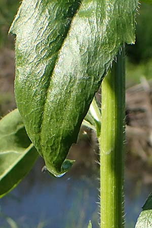 Erigeron annuus \ Einj�hriger Feinstrahl / Tall Fleabane, D Bahlingen am Kaiserstuhl 24.9.2021