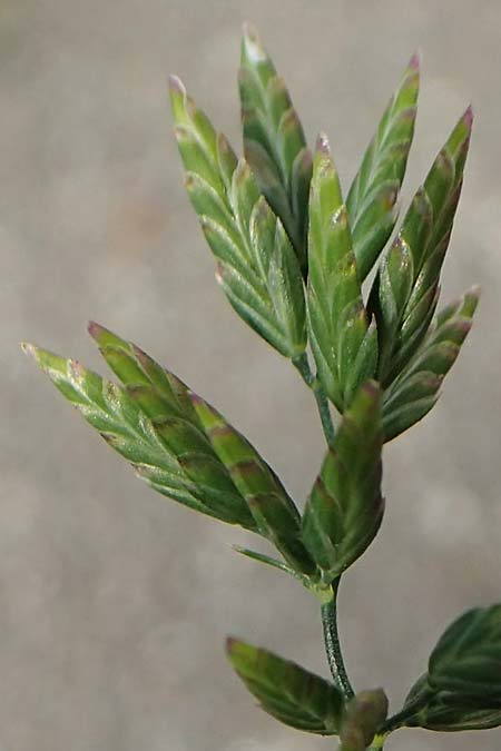 Eragrostis multicaulis \ Vielst�ngeliges Liebesgras, Japanisches Liebesgras / Japanese Love Grass, D Heidelberg 10.11.2021