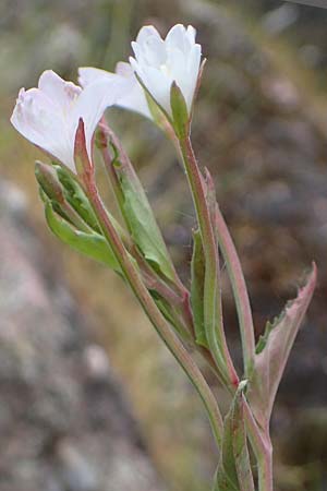 Epilobium collinum \ H�gel-Weidenr�schen / Hill Willowherb, D Th&uuml;ringen, Bad Frankenhausen 8.6.2022