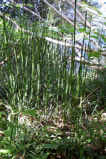 Equisetum x alsaticum \ Els�sser Schachtelhalm, D Karlsruhe 19.7.2008