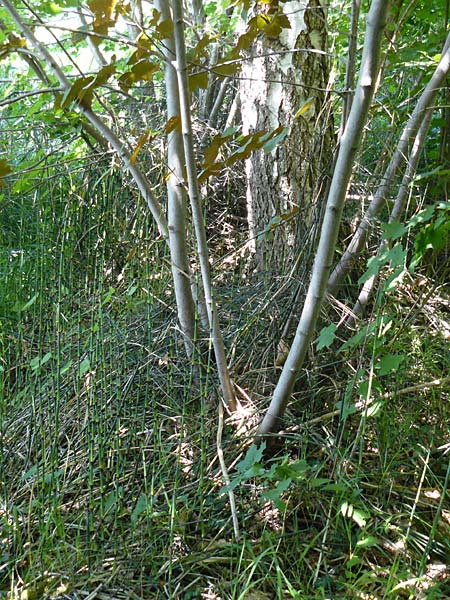 Equisetum x ascendens \ Aufsteigender Schachtelhalm, D Eggenstein-Leopoldshafen 28.6.2015