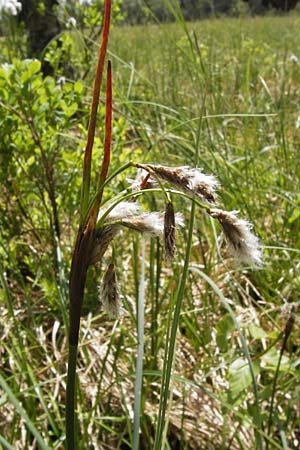Eriophorum angustifolium \ Schmalbl�ttriges Wollgras / Common Cotton Grass, D Schwarzwald/Black-Forest, Kaltenbronn 8.6.2013