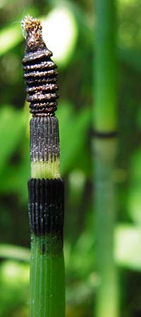 Equisetum x ascendens \ Aufsteigender Schachtelhalm, D Eggenstein-Leopoldshafen 28.6.2015