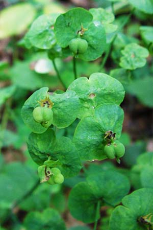 Euphorbia amygdaloides \ Mandelbl�ttrige Wolfsmilch / Mediterranean Spurge, D Me&szlig;stetten-Unterdigisheim (Schw&auml;b. Alb) 11.7.2015