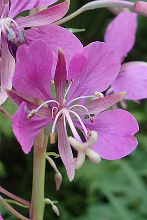Epilobium angustifolium \ Schmalbl�ttriges Weidenr�schen / Rosebay Willowherb, D Schwarzwald/Black-Forest, Hornisgrinde 5.8.2015
