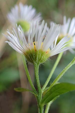 Erigeron annuus \ Einj�hriger Feinstrahl / Tall Fleabane, D Reilingen 24.9.2015
