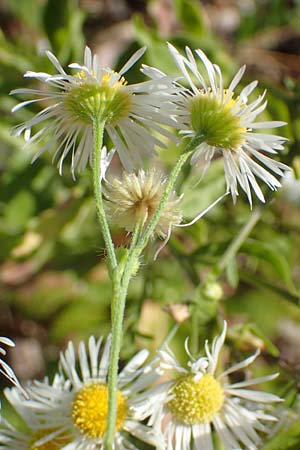 Erigeron annuus \ Einj�hriger Feinstrahl / Tall Fleabane, D Mannheim 27.9.2015