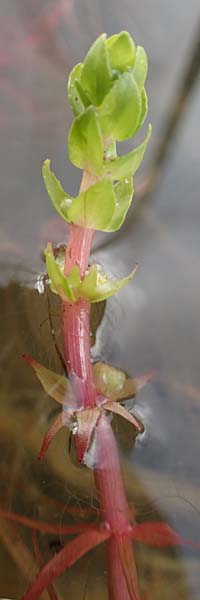 Elatine alsinastrum \ Quirl-T�nnel / Whorled Waterwort, D Neustadt an der Aisch 2.10.2016