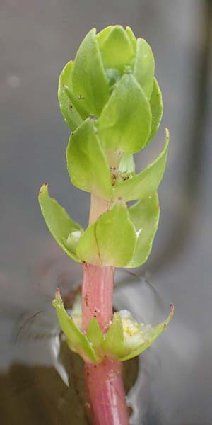 Elatine alsinastrum \ Quirl-T�nnel / Whorled Waterwort, D Neustadt an der Aisch 2.10.2016