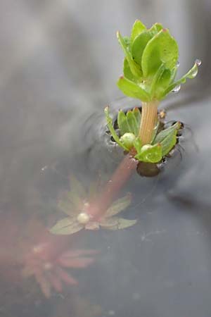 Elatine alsinastrum \ Quirl-T�nnel / Whorled Waterwort, D Neustadt an der Aisch 2.10.2016